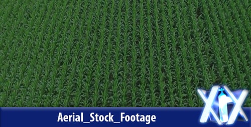 Aerial View Of Corn Filed