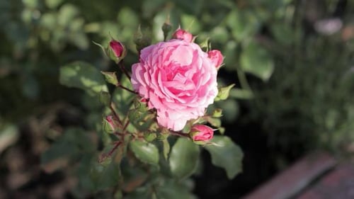 Pink Rose Blooms in the Garden