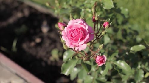 Rose