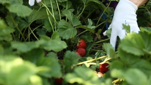 Picking Ripe Strawberries from the Plant in Garden