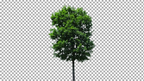 Real Tree Isolated on the Wind 40