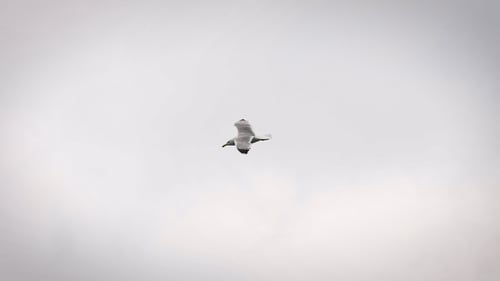 Seagull Flying Gracefully Through Cloudy Sky