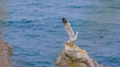 Möwe steht auf einem Felsen am Meer