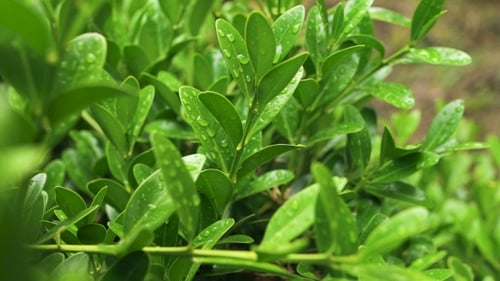 Beautiful Green Leaf Texture With Drops Of Water