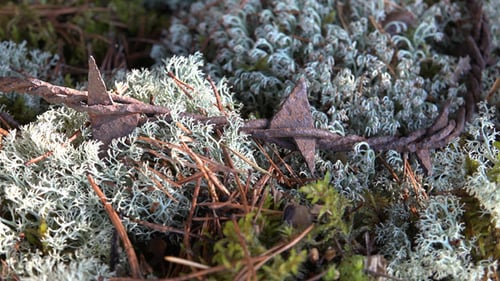 Moss and Lichens with Tangled Barbed Wire