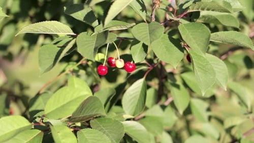 Cerise