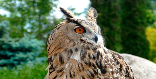 Eagle-Owl