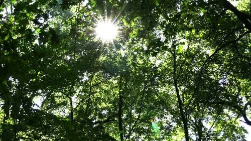 Sun Shining Through the Leaves of Green Trees