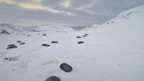 Antarctica Fur Seal Colony Rest Aerial Top View