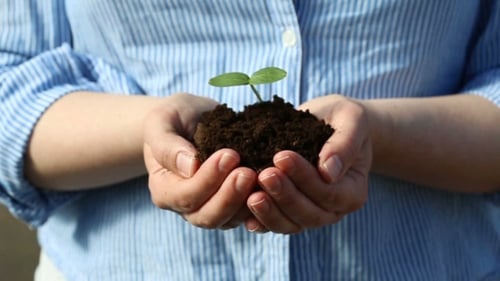 Female's Hands Holding a Small Green Sprout
