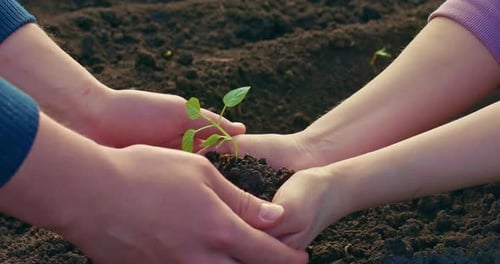 Woman and Man are Holding Sprout in Hands and Planting in Ground Closeup View Prores