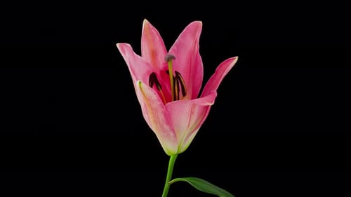 Ouverture de la fleur de lys Time Lapse