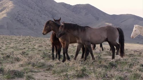 Manada de caballos salvajes caminando mientras otro se muerde la melena.