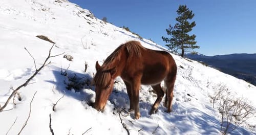 Horse Grazing on Snowy Hillside on Sunny Day