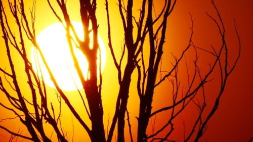 Branches Silhouetted Against Golden Sunset Sky