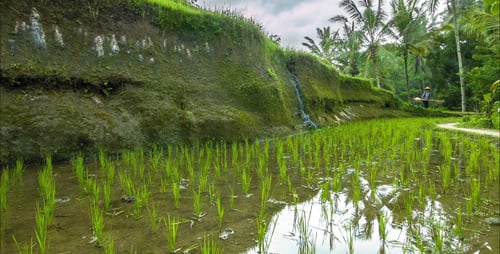 Rice Paddies with Woman Walking on Path