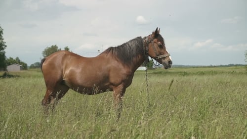 Horse In a Field, Farm Animals Series, Horse In The Countryside, Staying Relaxed