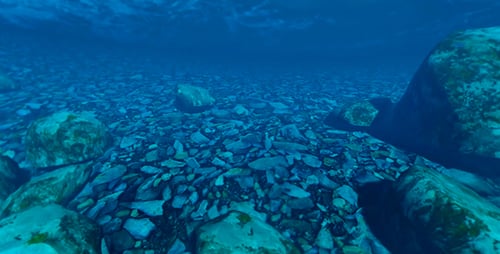 Hintergrund in Form der Unterwasserwelt