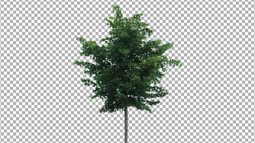 Real Tree Isolated On The Wind 44