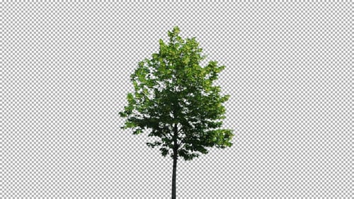Real Tree Isolated on the Wind 45