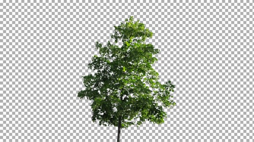 Real Tree Isolated on the Wind 46