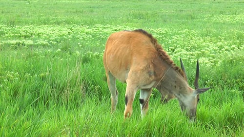 Female Eland Antelope It Stands in the Grass