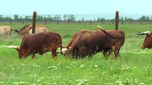Bulls Watussi Walking in the Wilderness and Eat Grass