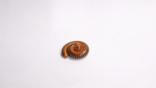 Millipede\_02