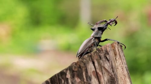 Impressive Stag Beetle on Weathered Wooden Post
