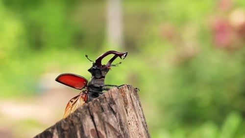 Close Up Stag Beetle on Tree Stump