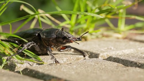 Stag-beetle On The Tile Moves Antennas.