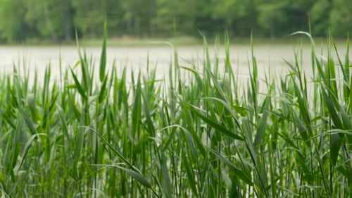 Green Sedges, Reeds And Grass Swaying In The Wind