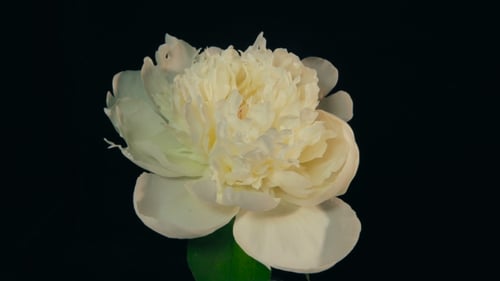 White Peony Flowering