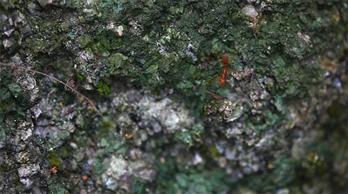 Red Ant