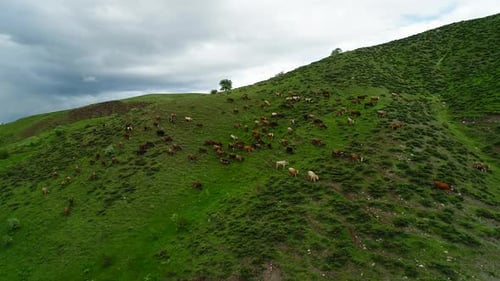 Group Of Cows On Pasture