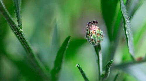 Ant