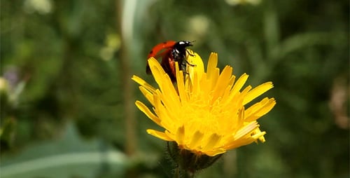 Ladybug Crawling on a Yellow Dandelion Flower