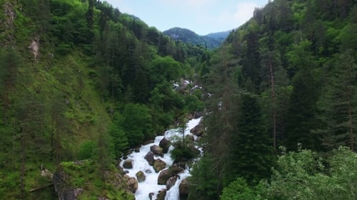Aerial View Under Green Coniferous Forest In Mountain