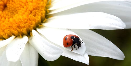 Ladybug