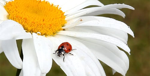 Marienkäfer