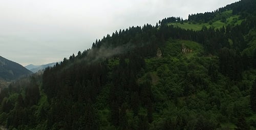 Forest 9