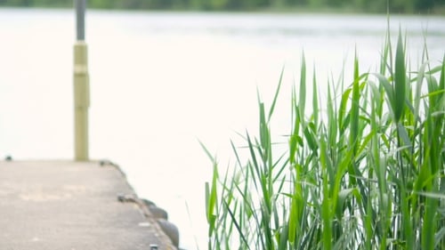 Grüne Seggen, Schilf und Gras wiegen sich im Wind