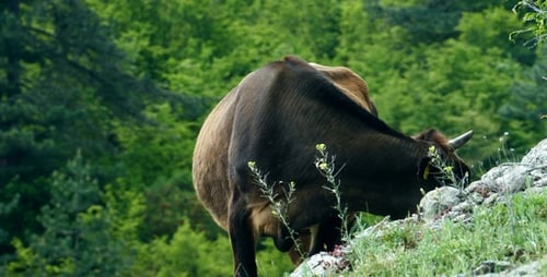 Kuh in der Natur