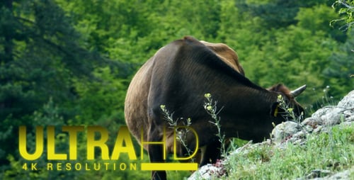 Kuh in der Natur