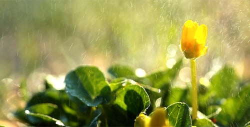 Spring Flowers