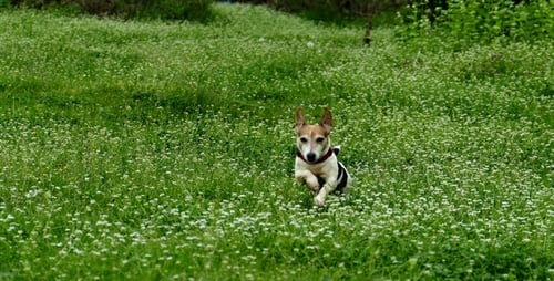 Dog in the Park 5