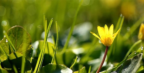 Spring Flowers