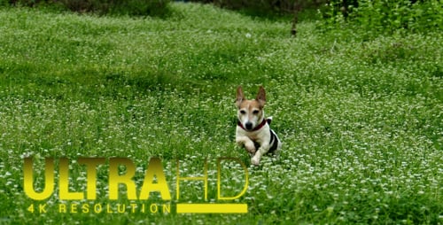 Dog in the Park 5