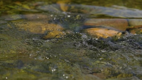 Mountain Stream In The Forest