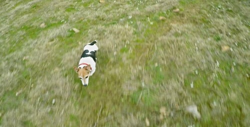 Dog Running Freely Through Grassy Field